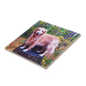 Carreau Golden retriever (Côté)