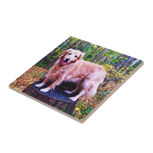 Carreau Golden retriever (Côté)