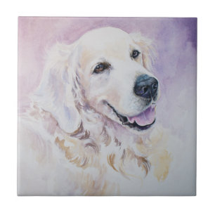 Carreau Golden retriever