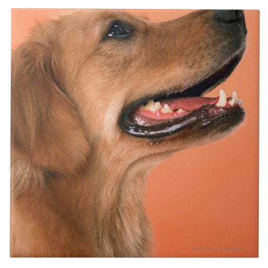 Carreau Golden retriever 7 (Devant)