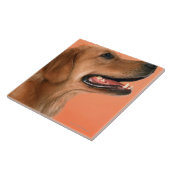 Carreau Golden retriever 7 (Côté)