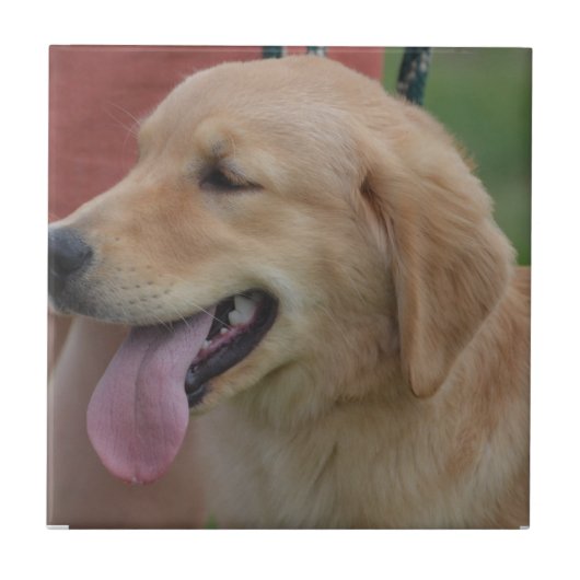 Carreau Golden retriever adorable (Devant)