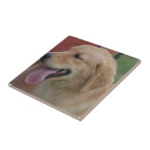 Carreau Golden retriever adorable (Côté)