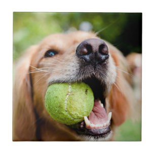 Carreau Golden Retriever Avec Le Bal De Tennis