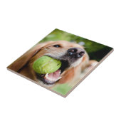 Carreau Golden Retriever Avec Le Bal De Tennis (Côté)