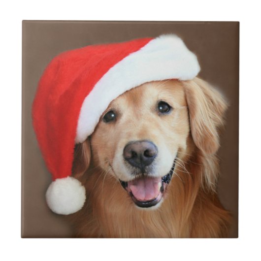 Carreau Golden retriever avec le casquette de Père Noël (Devant)