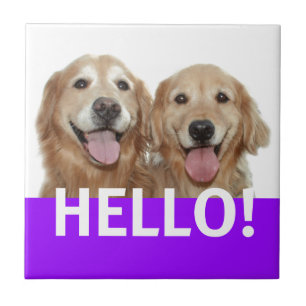Carreau Golden retriever bonjour