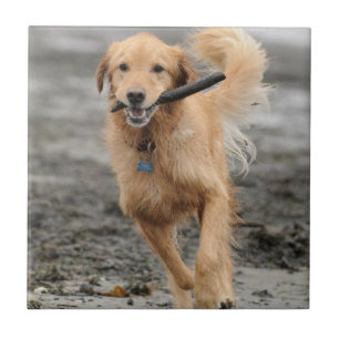 Carreau Golden Retriever courant avec un bâton dans la bou