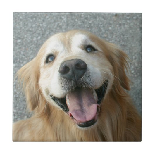 Carreau Golden retriever de sourire (Devant)
