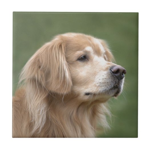Carreau Golden retriever en plan rapproché (Devant)