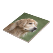 Carreau Golden retriever en plan rapproché (Côté)