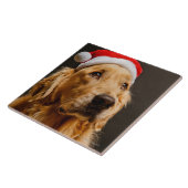 Carreau Golden retriever posant pour son Noël (Côté)