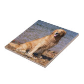 Carreau Golden retriever se reposant (Côté)