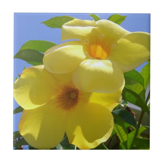 Carreau Golden Trumpet (Devant)