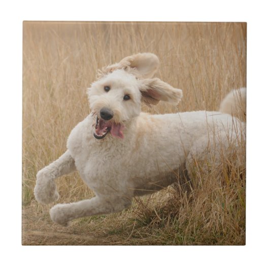 Carreau Goldendoodle traverse l'herbe (Devant)