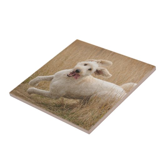 Carreau Goldendoodle traverse l'herbe (Côté)