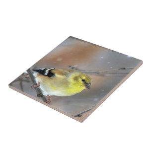 Carreau Goldfinch