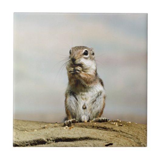 Carreau Gopher_005 (Devant)