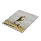 Carreau Gopher_005 (Côté)