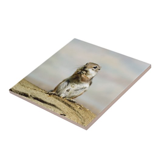 Carreau Gopher_005 (Côté)