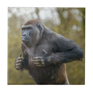 Carreau Gorille de la balle dans la poitrine