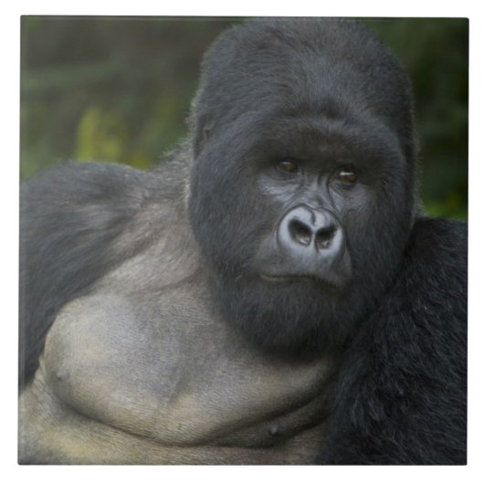 Carreau Gorille de montagne et Silverback (Devant)
