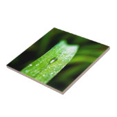 Carreau Gouttelette d'eau de rosée de matin (Côté)