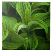 Carreau Gouttes de rosée sur un Helabore faux (Devant)