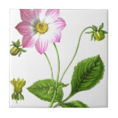 Carreau Grâce (Devant)