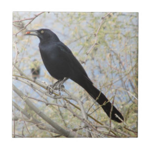 Carreau Grackle Grand-coupé la queue