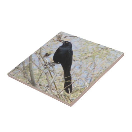 Carreau Grackle Grand-coupé la queue (Côté)