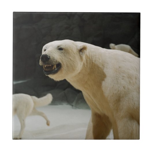 Carreau Graine d'ours polaire (Devant)
