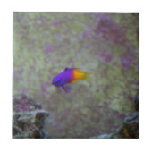 Carreau Gramma royal (Devant)