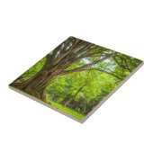 Carreau Grand arbre en parc (Côté)