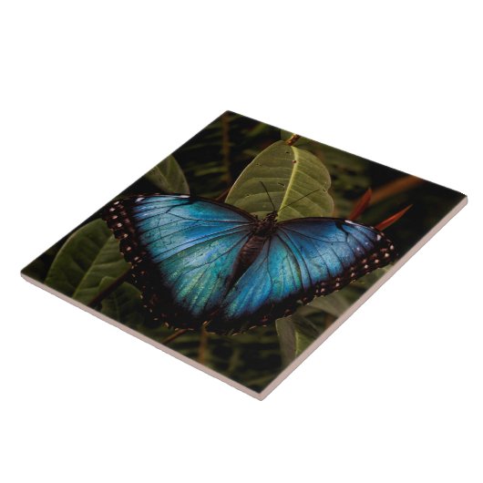 Carreau Grand, beau papillon bleu (Côté)