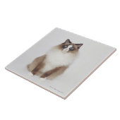 Carreau Grand chat velu (Côté)