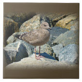 Carreau Grand Goéland à dos noir pour les jeunes (Devant)