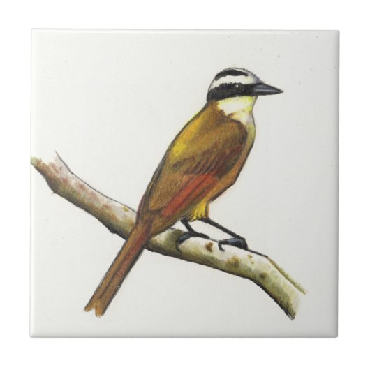 Carreau Grand Kiskadee dans le crayon de couleur : Oiseau (Devant)