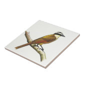 Carreau Grand Kiskadee dans le crayon de couleur : Oiseau (Côté)