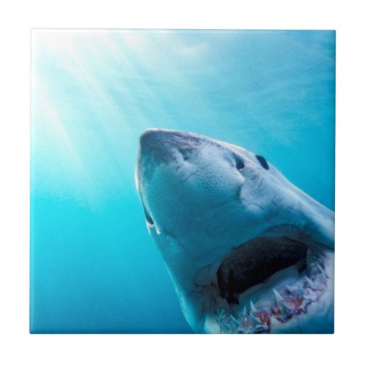 Carreau Grand requin blanc | Afrique du Sud (Devant)