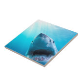 Carreau Grand requin blanc | Afrique du Sud (Côté)
