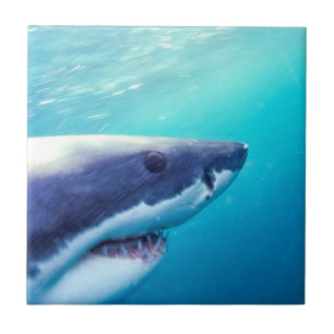 Carreau Grand requin blanc   Afrique du Sud