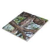 Carreau Grande conception CeramicTile de photo de hibou à (Côté)