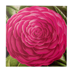 Carreau Grande fleur de camélia, rose de fuchsia