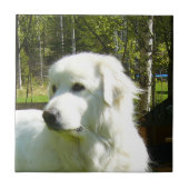 Carreau Grands Pyrénées (Devant)