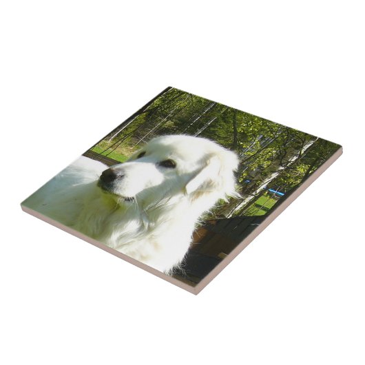 Carreau Grands Pyrénées (Côté)