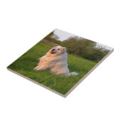 Carreau Grands Pyrénées (Côté)