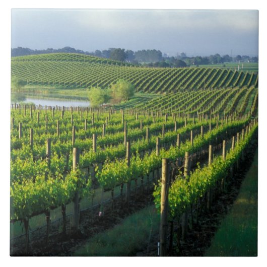 Carreau Grapevines en rangées soignées dans la Napa de Cal (Devant)