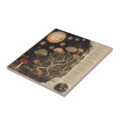 Carreau Graphique botanique de champignons vintage (7) (Côté)