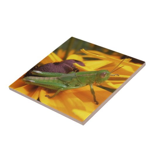 Carreau Grasshopper (Côté)